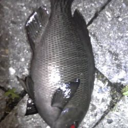 メバリングで無くグレリング