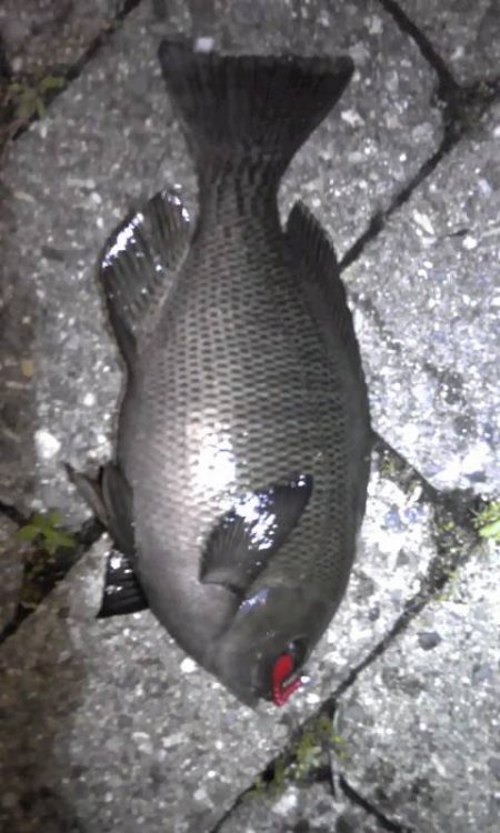 メバリングで無くグレリング