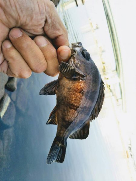 デイメバリング