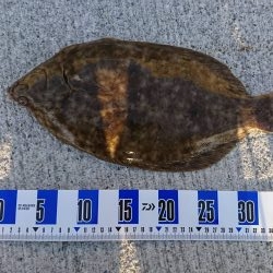 花見ガレイ(戻りガレイ)