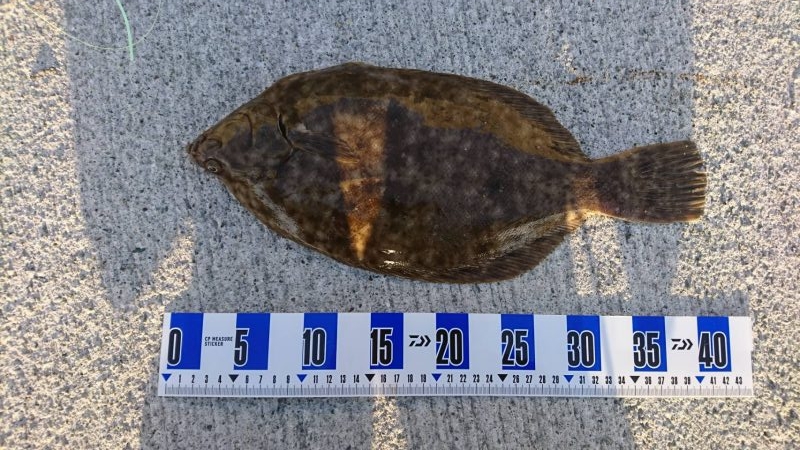 花見ガレイ(戻りガレイ)