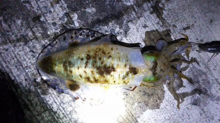 アジでイカを釣る
