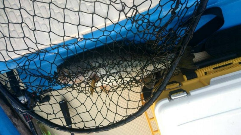 南湖レンタルボート