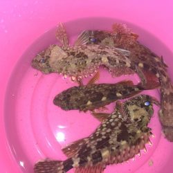 奴らは意外と足元に…！！