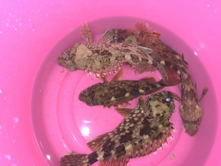 奴らは意外と足元に…！！