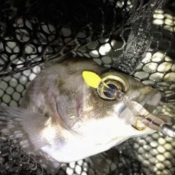 大潮満月メバリング