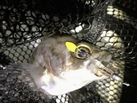 大潮満月メバリング