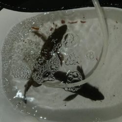 久しぶりのメバリング