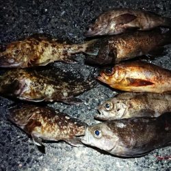 2夜連続のメバリング