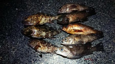 2夜連続のメバリング