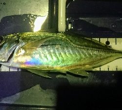 劇アーレーの豆マーメー