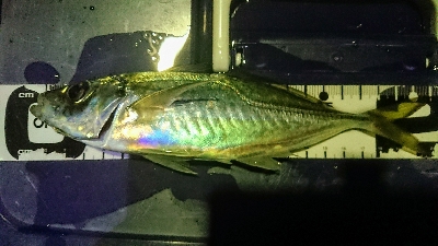 劇アーレーの豆マーメー