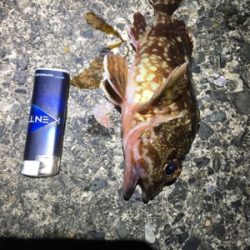 久しぶりに大漁（笑）