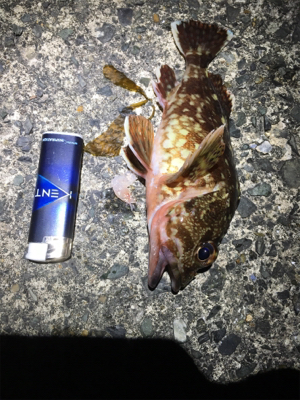 久しぶりに大漁（笑）