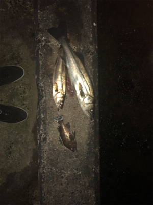 メバル狙いのはずが急遽シーバスに