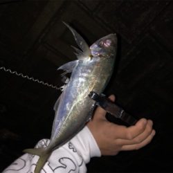 久しぶりの投稿