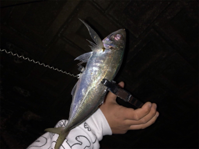 久しぶりの投稿