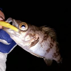 数釣りを楽しむ～