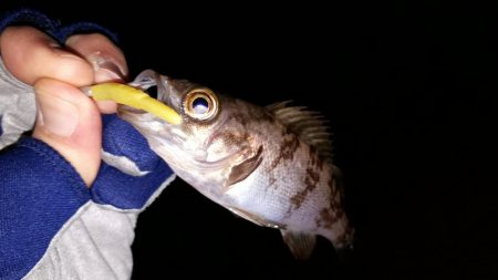 数釣りを楽しむ～