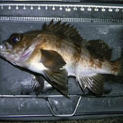 姫路メバル(2018-3)