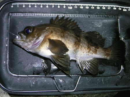 姫路メバル(2018-3)