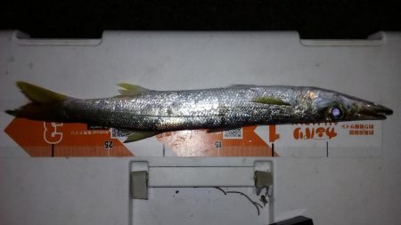 アジングからのカマッシング