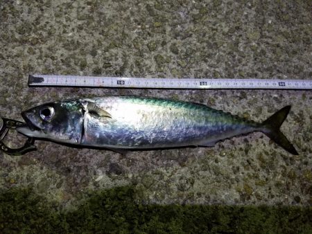 初！淡路島釣行