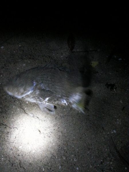 花見カレイ狙いで…。