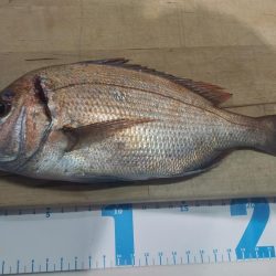 タイ、ガシラ釣り