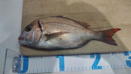 タイ、ガシラ釣り