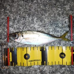 短時間アジング