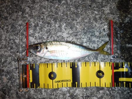 短時間アジング