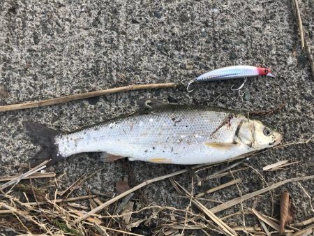 シーバス狙いで