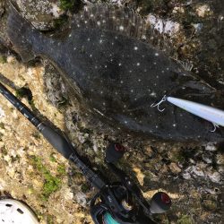 プラッギング&エギング