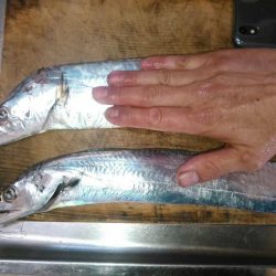 焼津港　連日太刀魚釣果