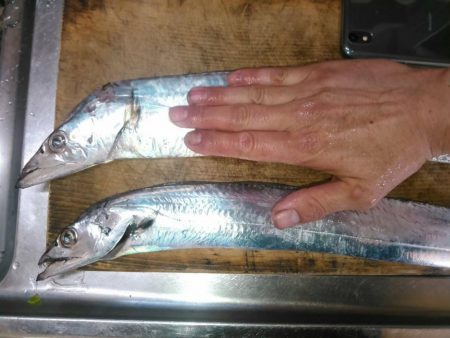 焼津港　連日太刀魚釣果