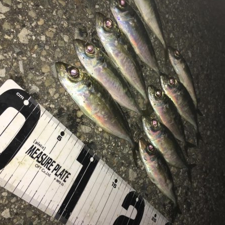 後輩とアジング