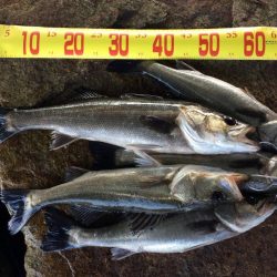 エビ撒き絶好調！