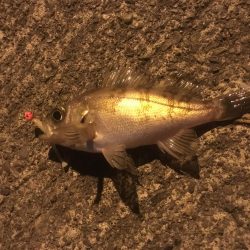 津田港でちょい釣り