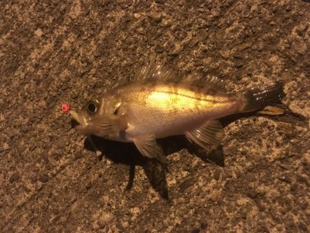 津田港でちょい釣り