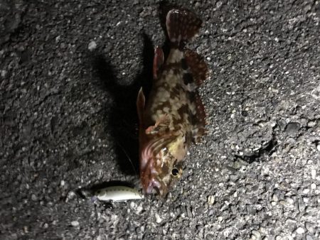 シーバスタックルでガシラ