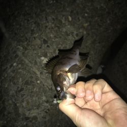 強風下のメバリング