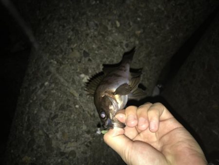 強風下のメバリング