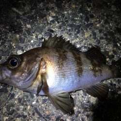 新月でのメバリング