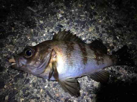 新月でのメバリング