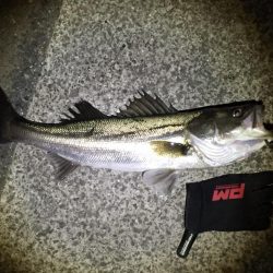 シーバスゲット！