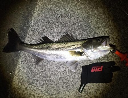 シーバスゲット！