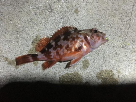 時代はガシラっすよ？