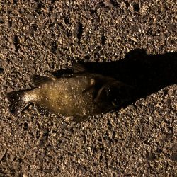 やっと釣れたメバル