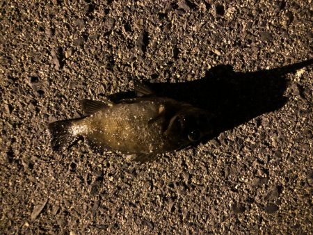 やっと釣れたメバル